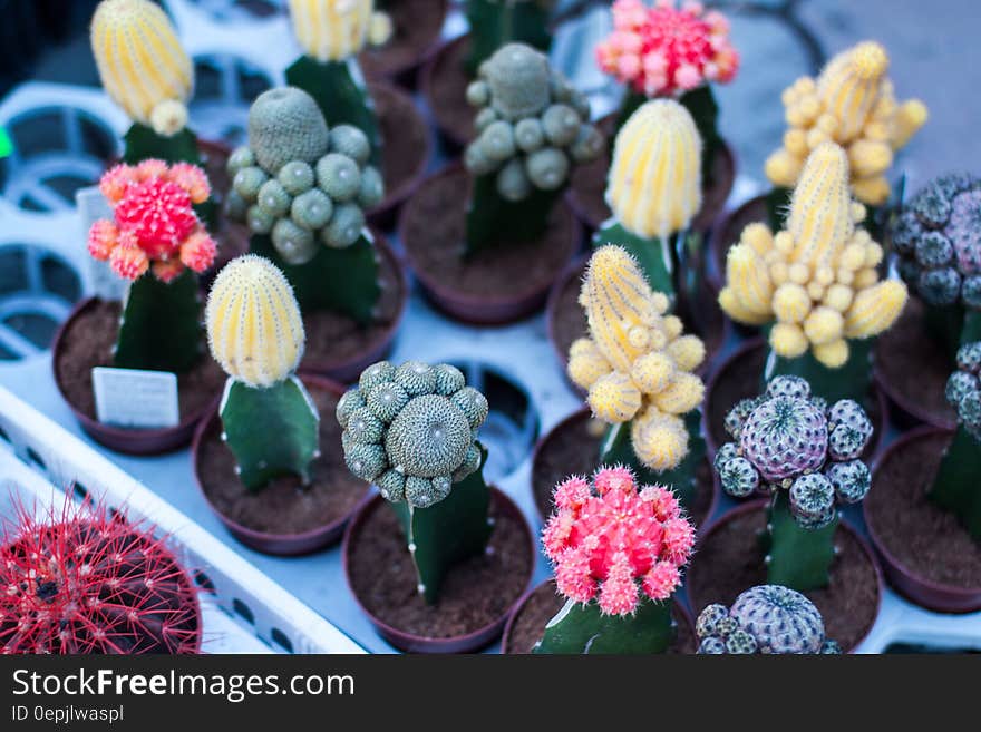 Different Types of Cactus