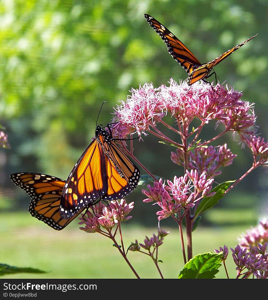 Monarch Butterflies on Pink Petal Flowers during Daytime