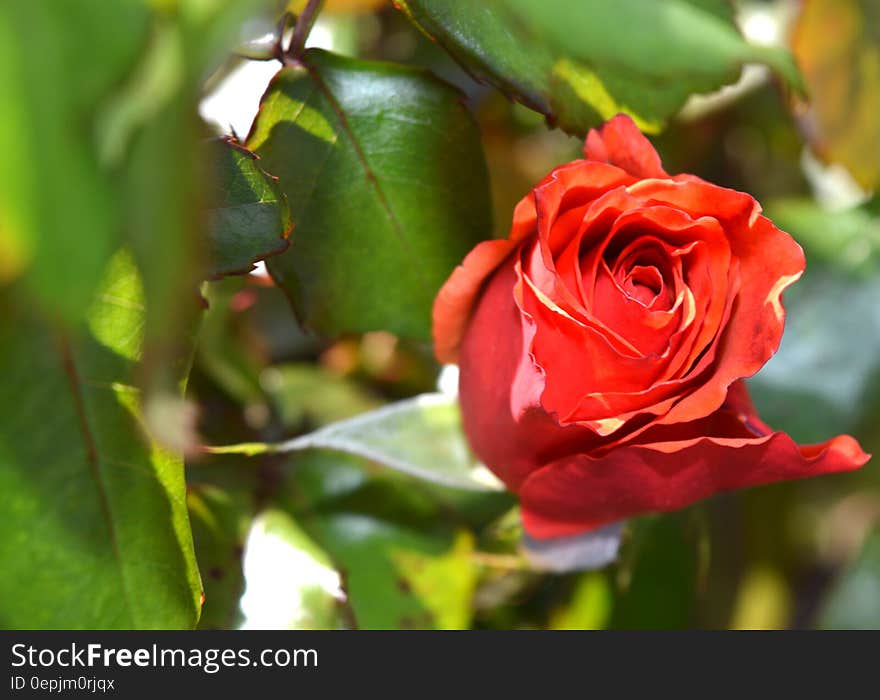 Red Petaled Rose