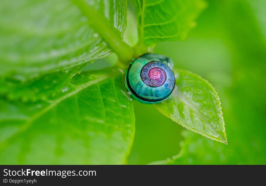 Green Pink and Blue Snail on Top of Green Leaf