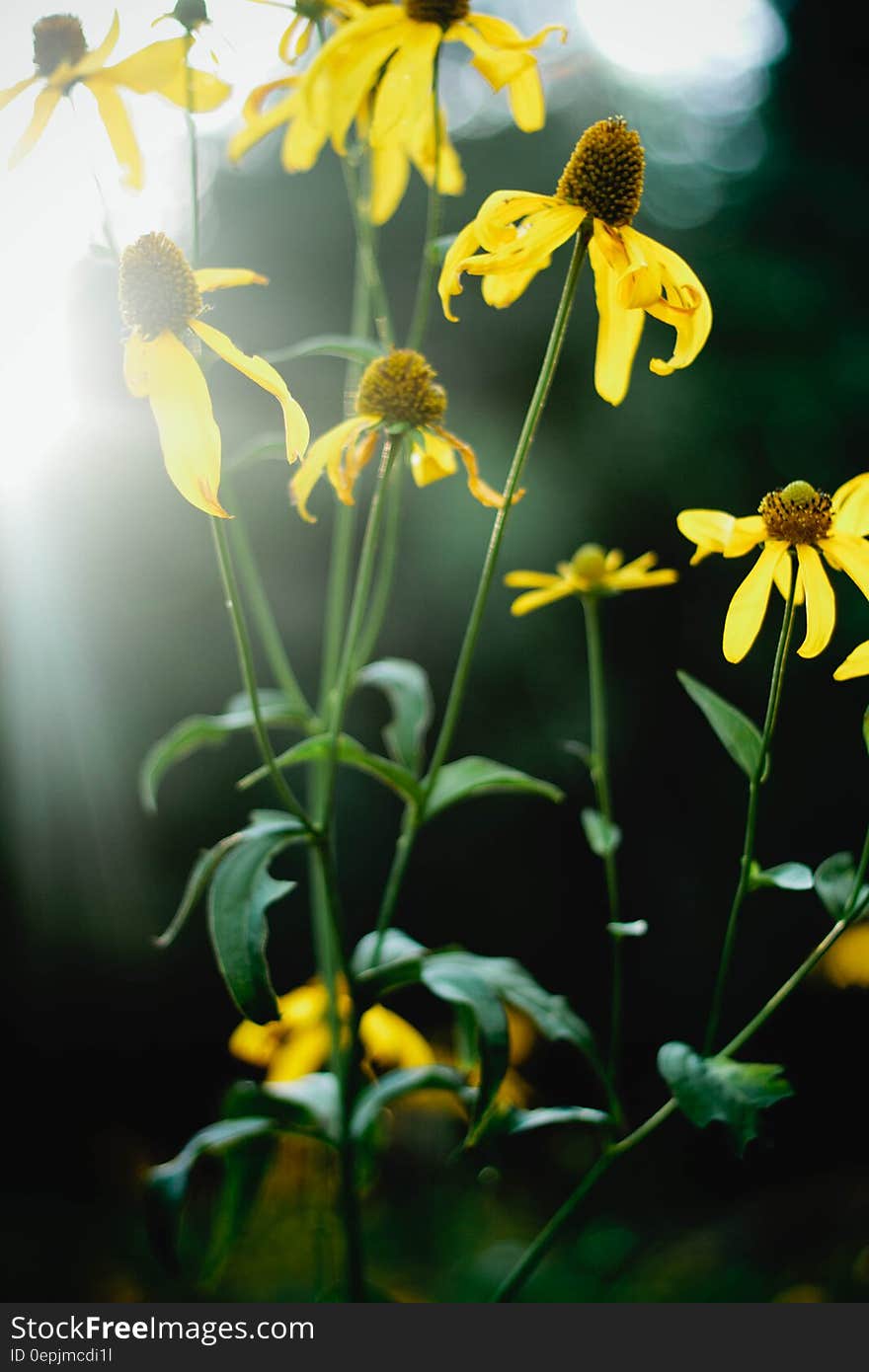 Close up of yellow wildflowers on green leafy stems in sunlight.