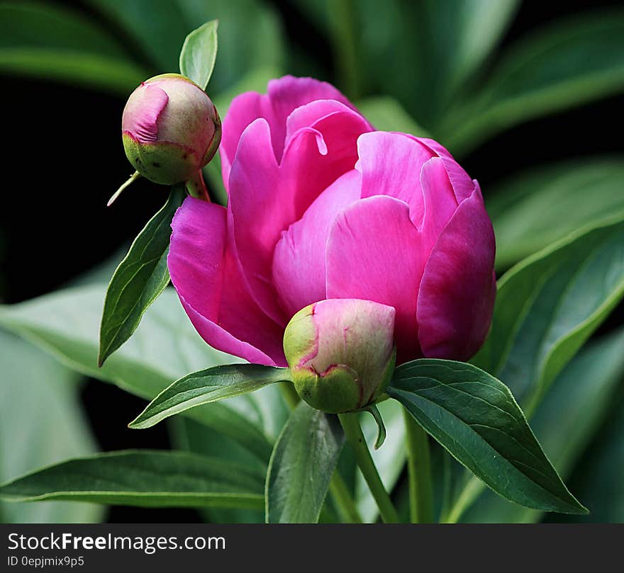 Pink Petaled Flower