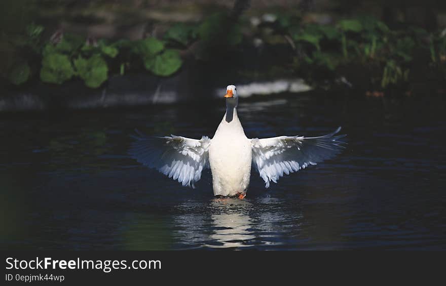 White and Grey Duck on Water