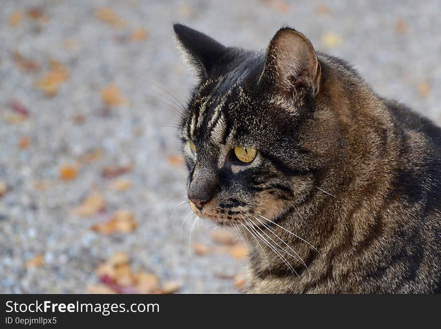 Black and Brown Cat