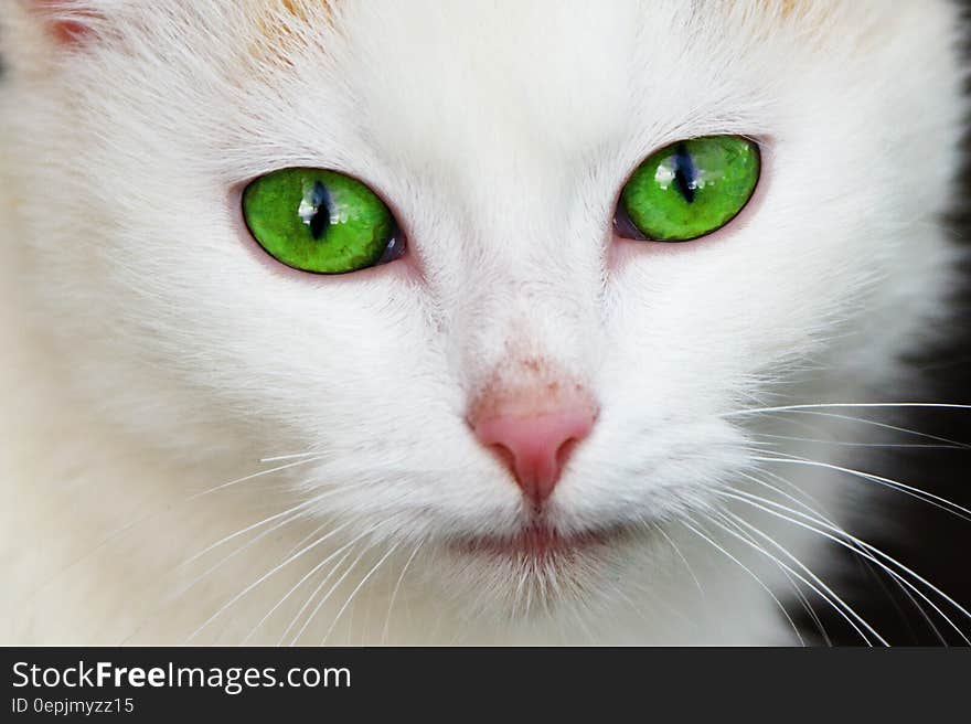 White Coated Cat With Green Eyes