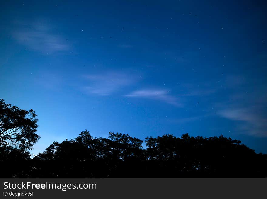 Stars in blue night sky above silhouetted trees. Stars in blue night sky above silhouetted trees.