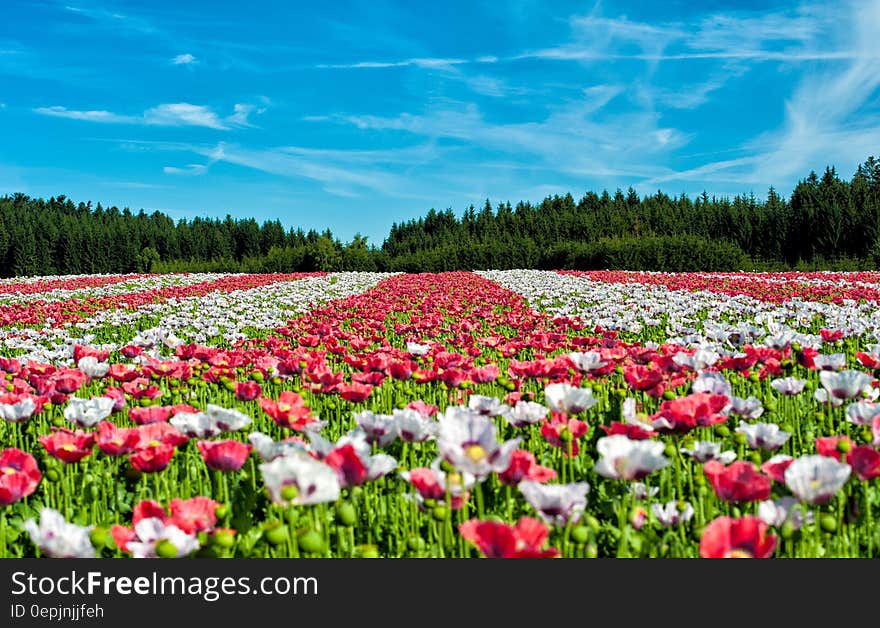 Red and White Flowers Under Blue Sky during Daytime