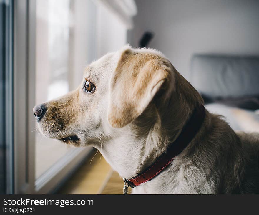 Yellow Labrador Retriever Facing Window in Room