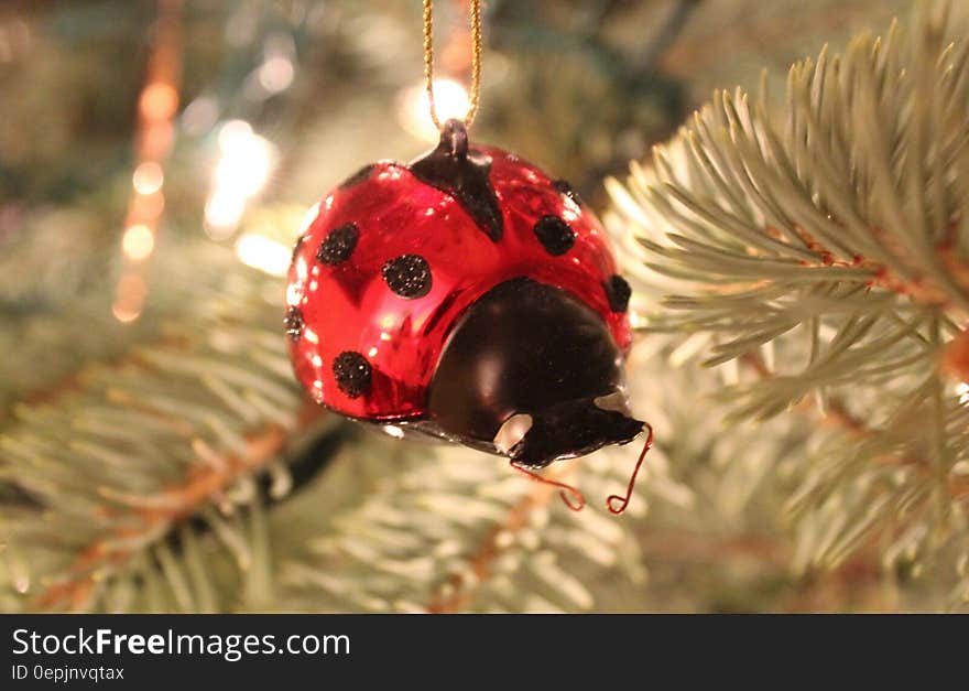 Ladybird ornament on a spruce tree. Ladybird ornament on a spruce tree