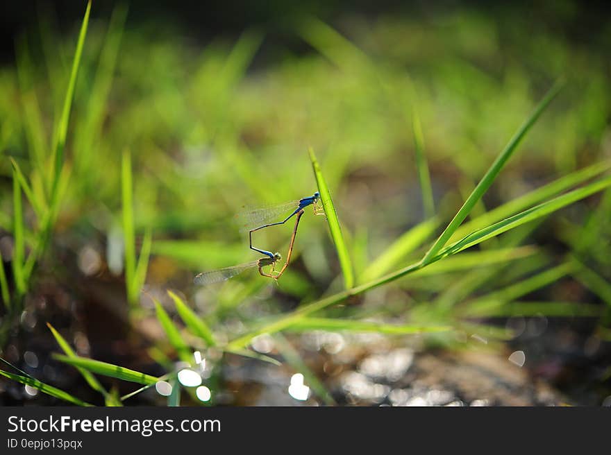 Blue Insect on Green Plant on Tilt Shift Lens Photography