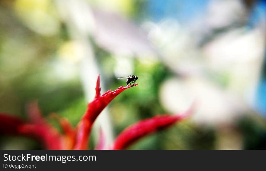 Black Insect on Red Plant