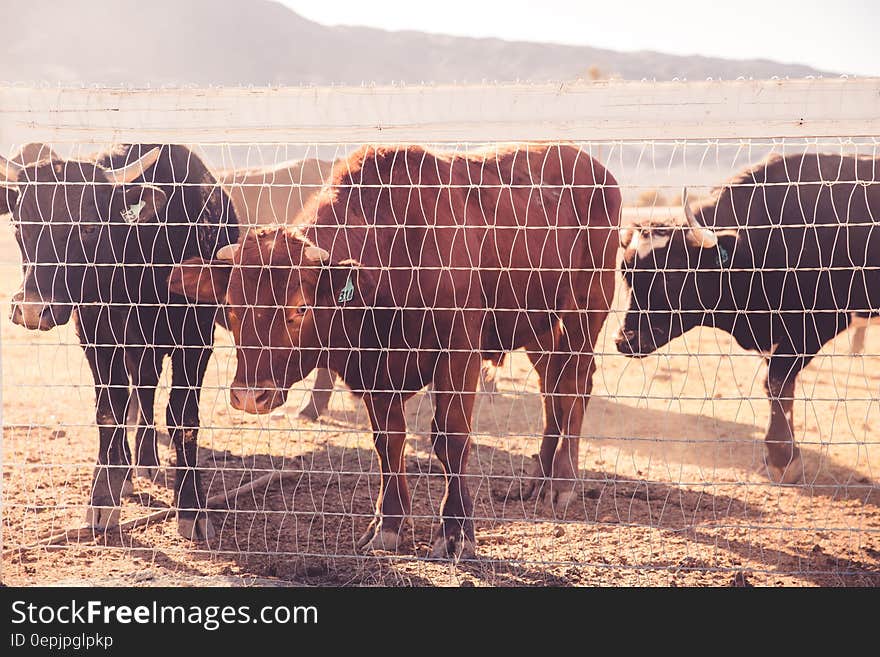 Cattle Behind Wire Fence during Daytime