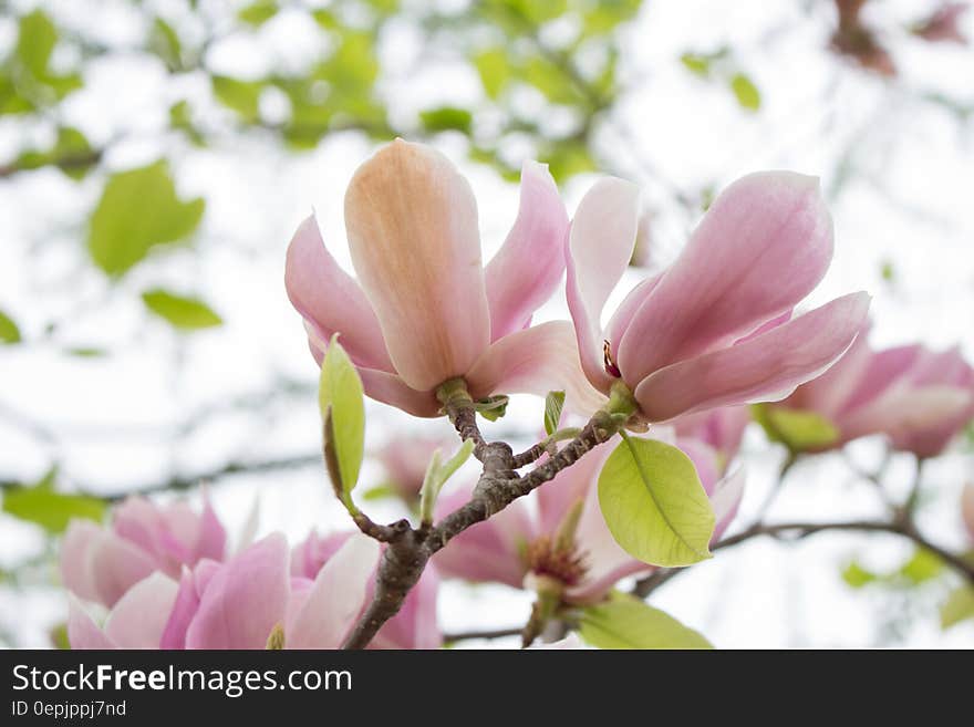 Pink Petaled Flowers