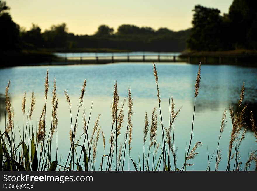 Picturesque lake at dusk with reeds in foreground.