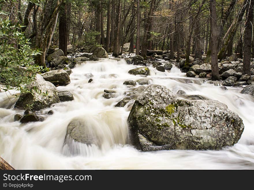 Rocks and Trees on Running Water