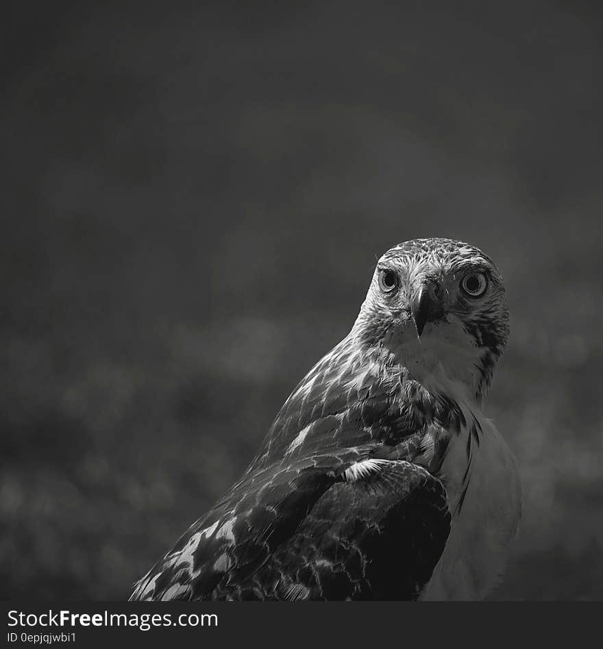 Black and white portrait of hawk bird looking over shoulder with copy space.