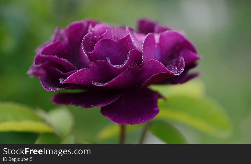 Purple Petaled Flower