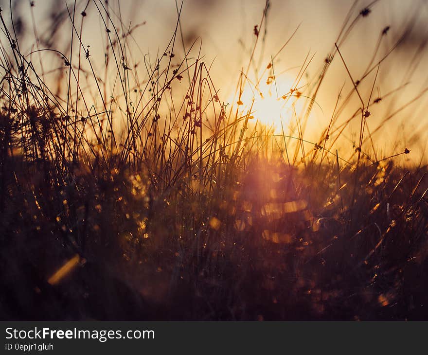 Low angle closeup of grass in meadow silhouetted at sunset. Low angle closeup of grass in meadow silhouetted at sunset.