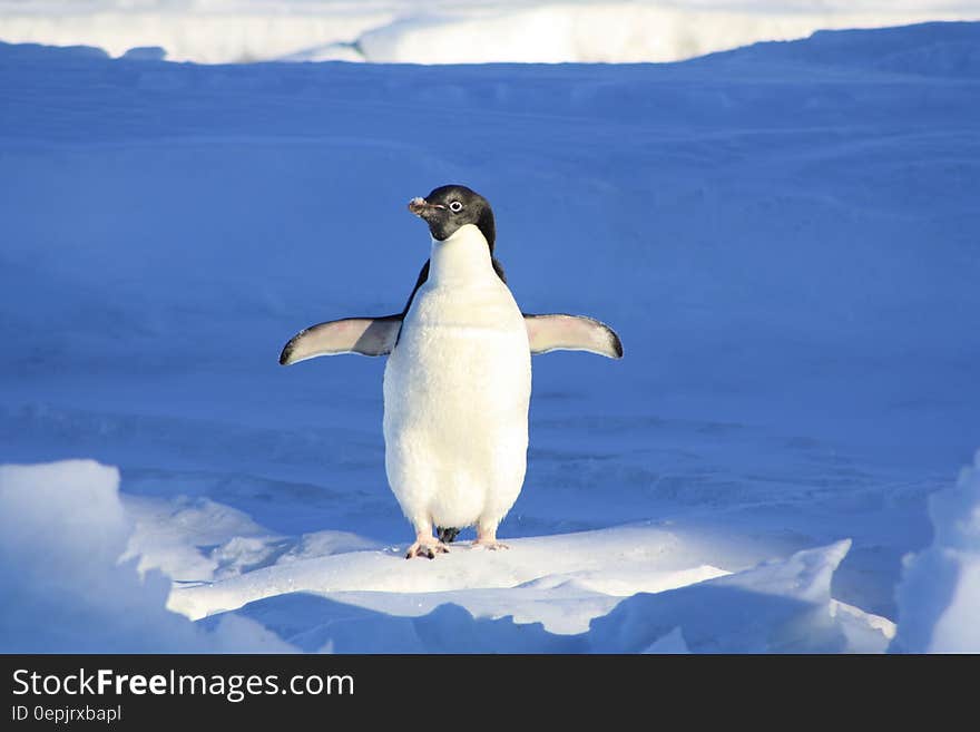 Close Up Photography of Penguin on Snow