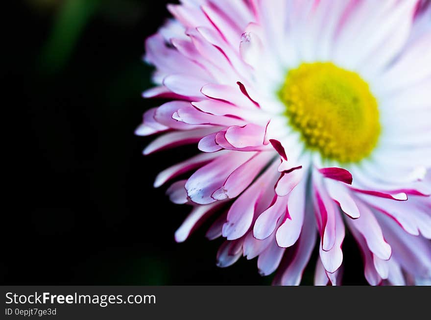 A close up of a red and white daisy or aster flower. A close up of a red and white daisy or aster flower.