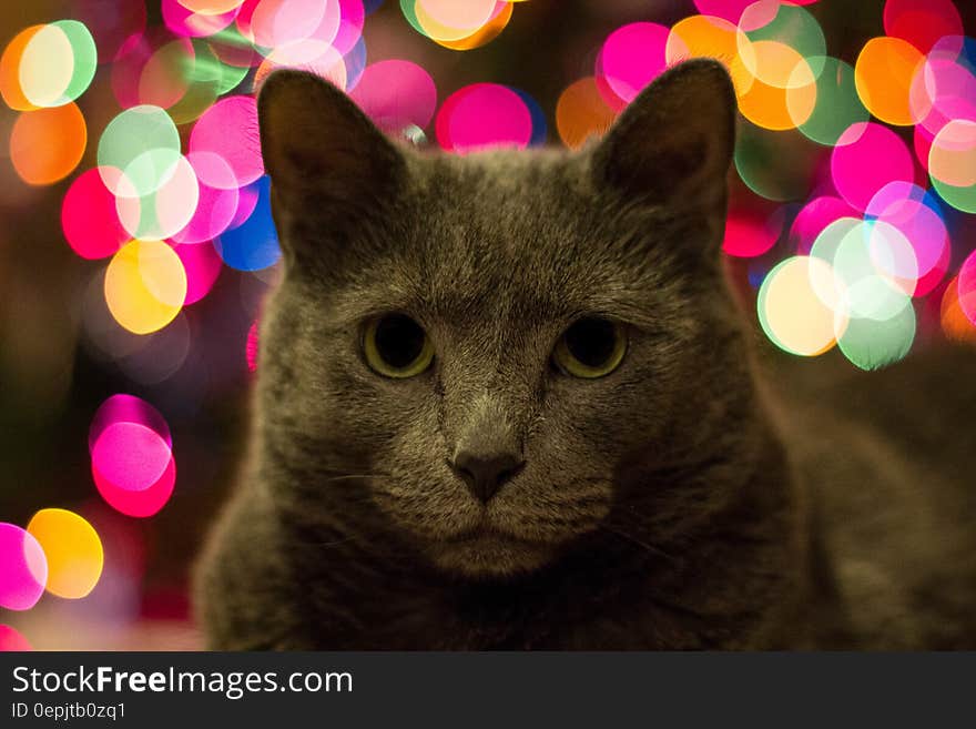 A cat lying with a colorful bokeh background. A cat lying with a colorful bokeh background.