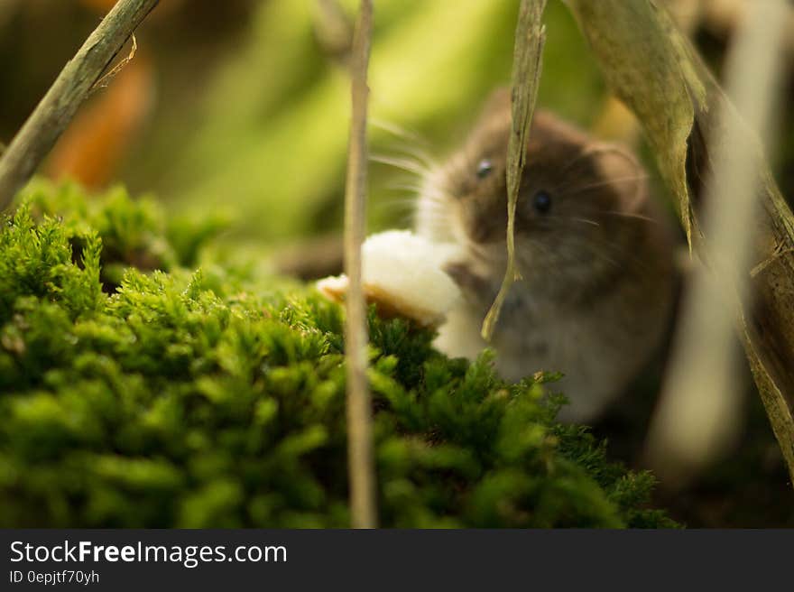 A mouse in the forest. A mouse in the forest.