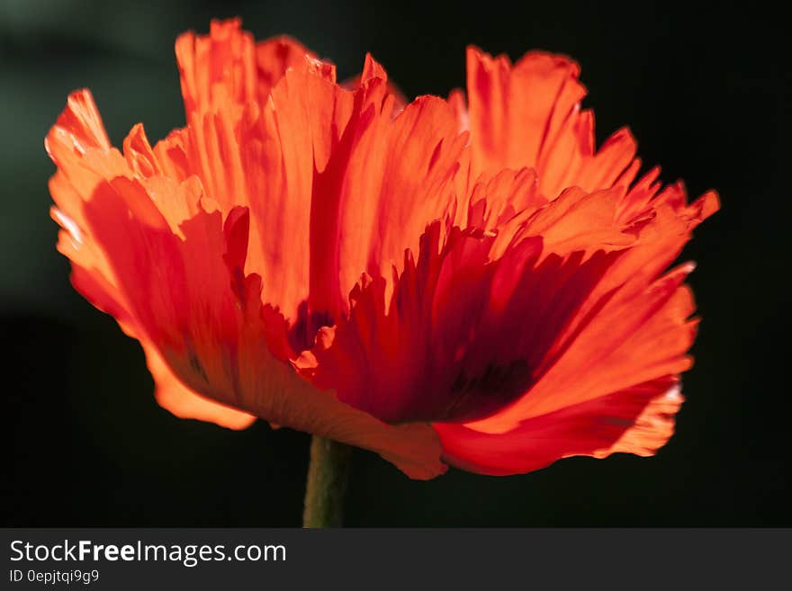 Red Flower