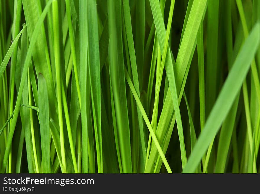 Green Leaf Plant