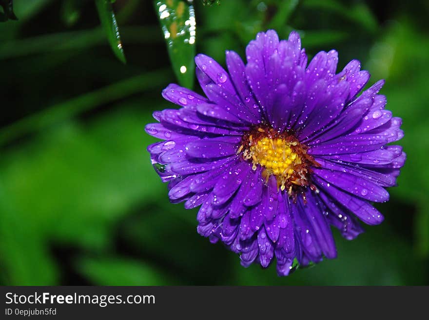 Purple Petaled Flower