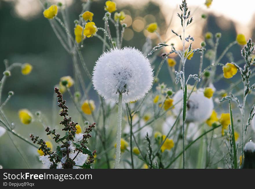 Scenic view of dandelion flowers with seed heads in field.