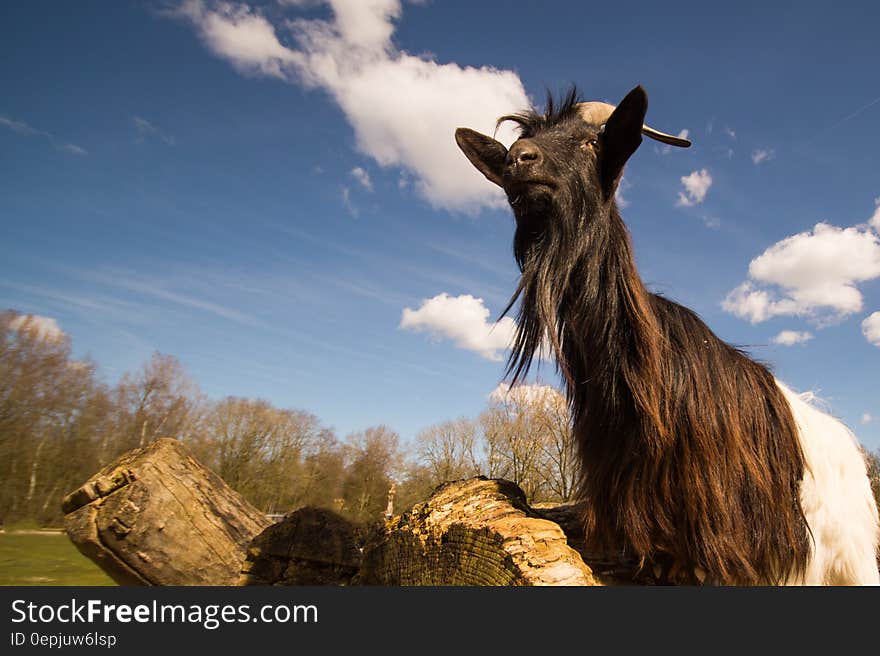 Low angle view of goat in countryside field with blue sky and cloudscape background.