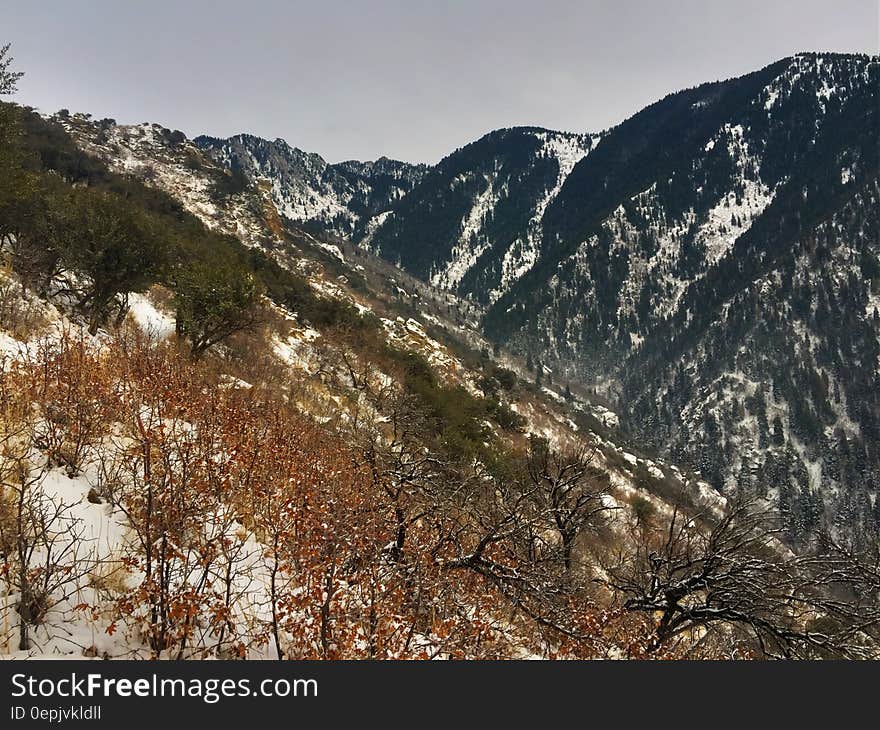 Trees on hillside in mountains against sunny skies. Trees on hillside in mountains against sunny skies.