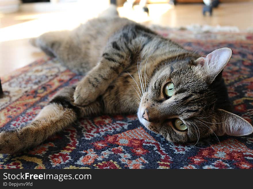 Brown Tabby Cat on Red and Blue Floral Carpet