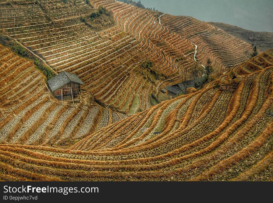 Brown Rice Terraces View