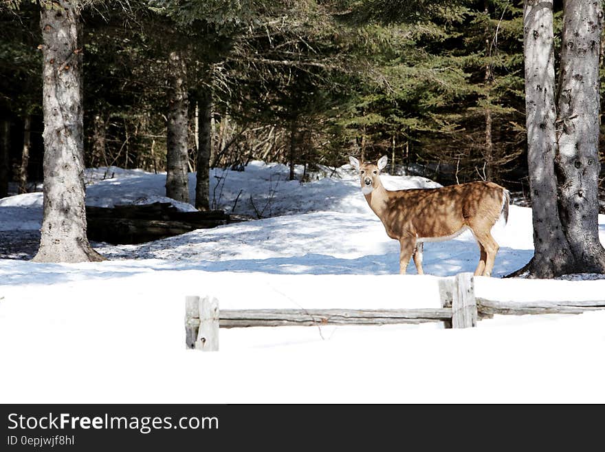 Brown Deer Standing Near Tree Trunk Duringwinter