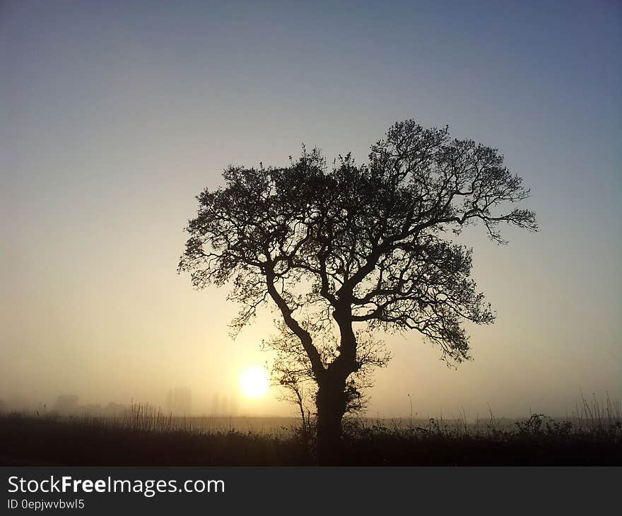 Silhouette of tree in foggy field at sunset. Silhouette of tree in foggy field at sunset.