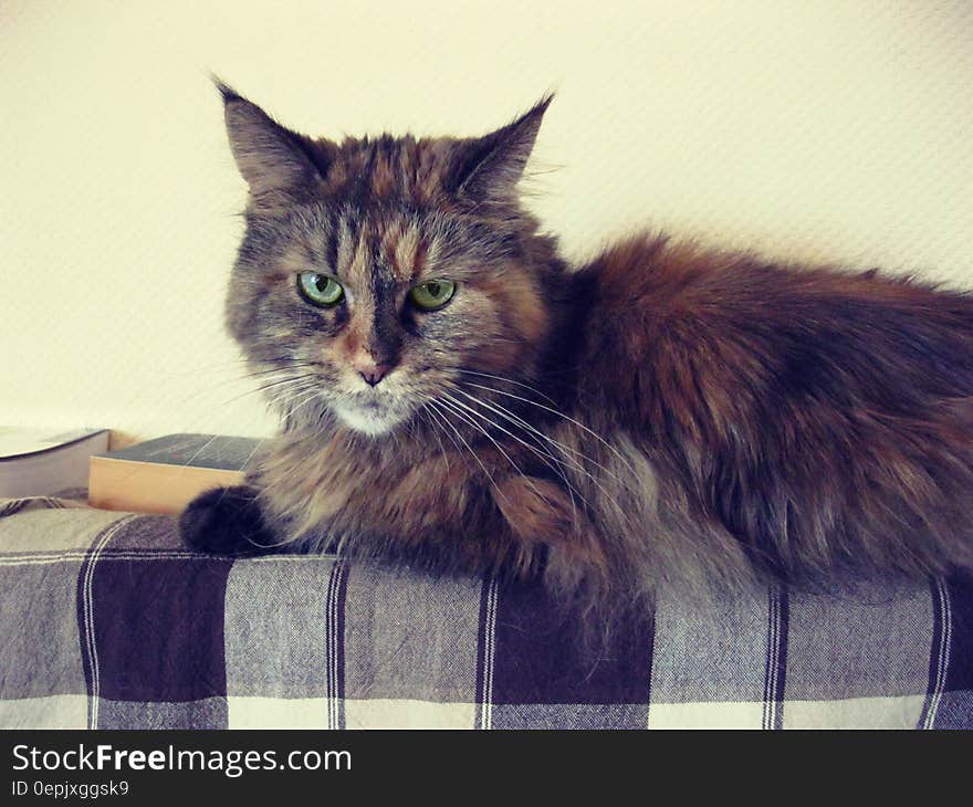 Brown Black Long Fur Cat