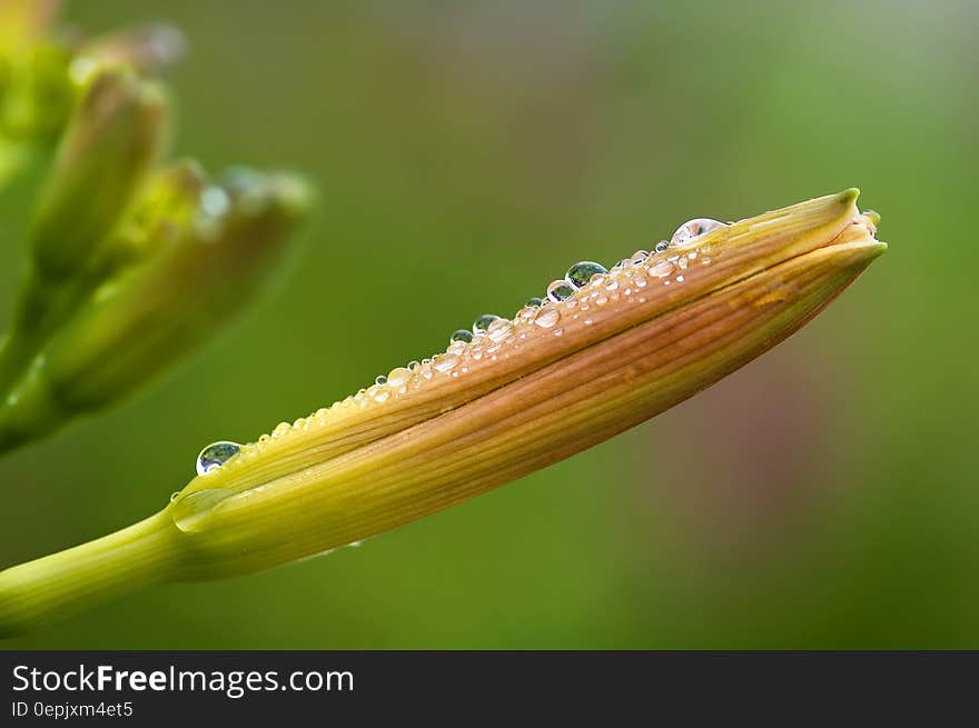 Dew drops on closed bud of flower in green garden. Dew drops on closed bud of flower in green garden.