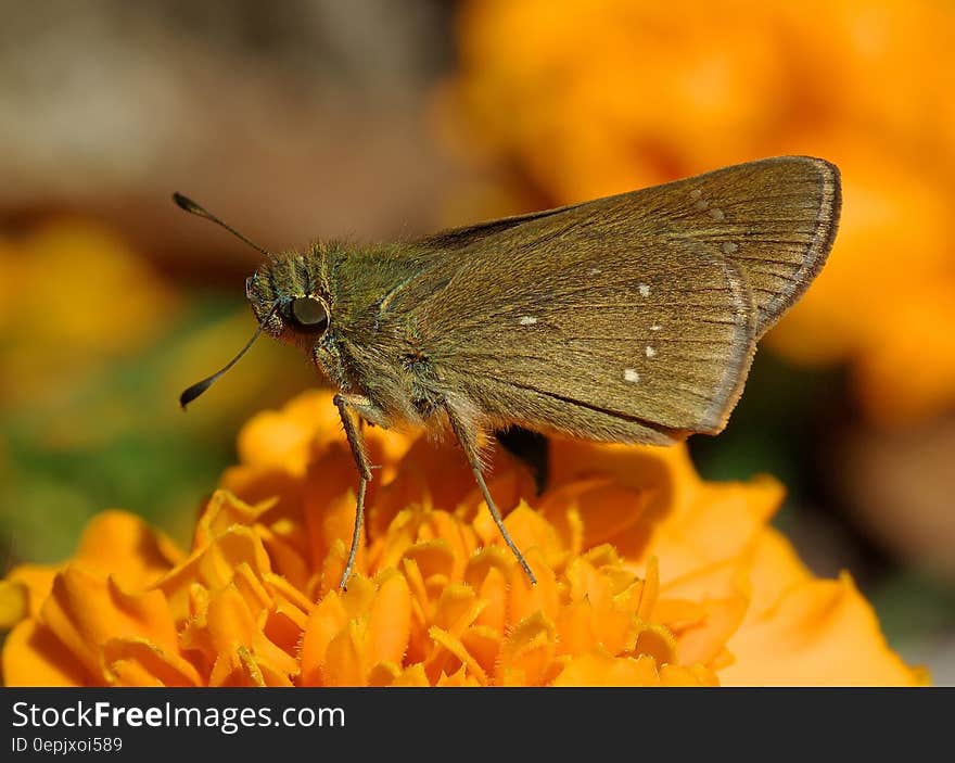 Black Butterfly on Top Orange Multi Petaled Flower Close Up Photography