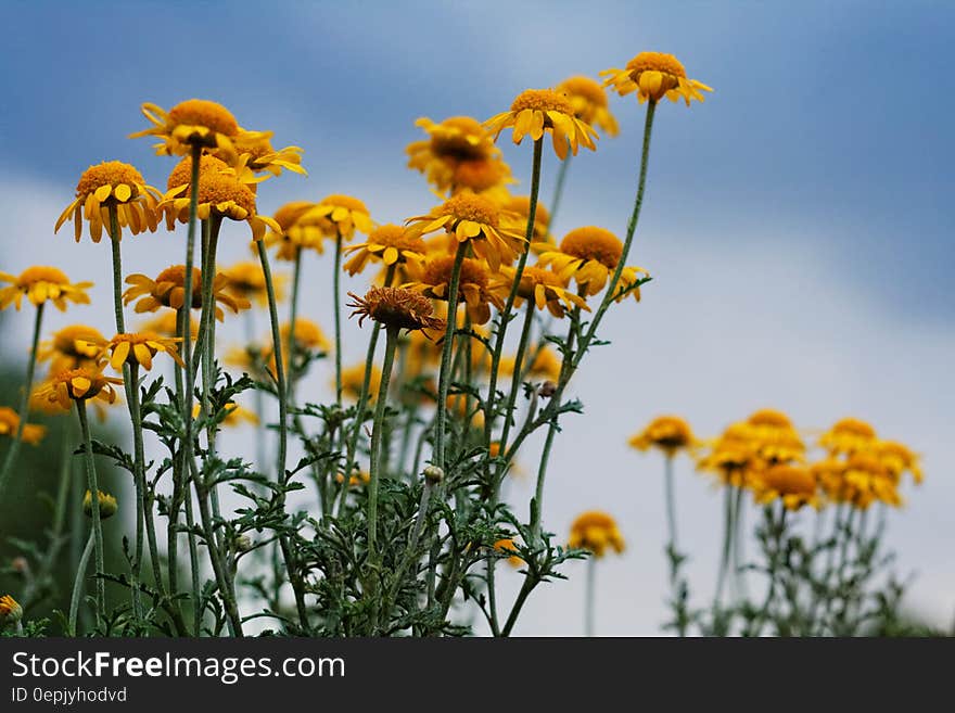 Close up of yellow flowers on green stems against blue skies on sunny day. Close up of yellow flowers on green stems against blue skies on sunny day.