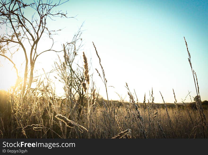 Brown Grass Under the Sun and Blue Sky