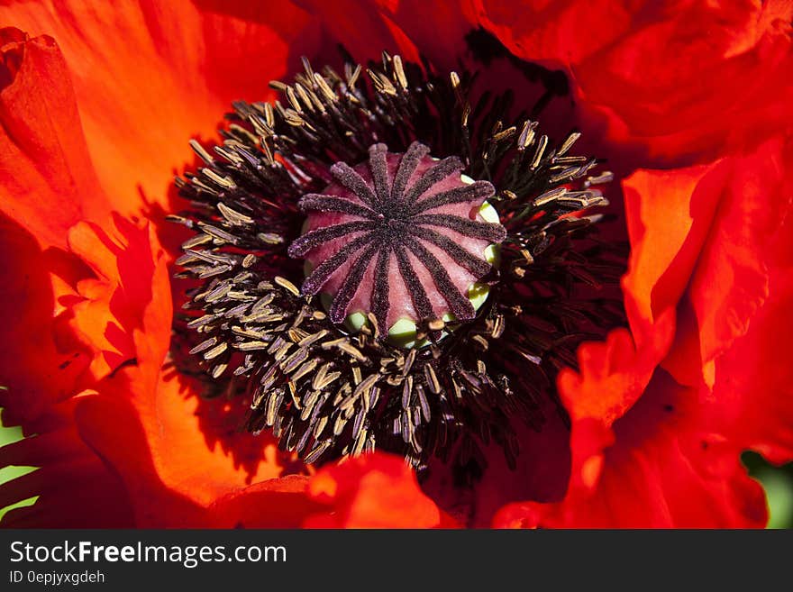 Red and Black Flower