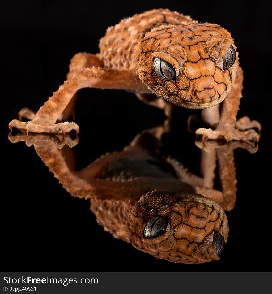 Brown Lizard&#x27;s Image Reflecting on Floor