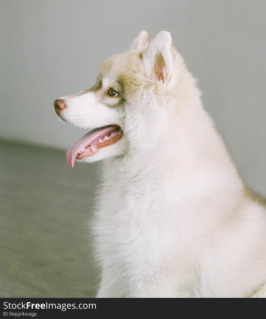 White and Brown Coat Dog