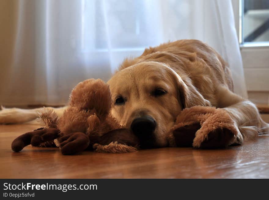 Brown Long Coated Dog Lying in Front of White Curtain