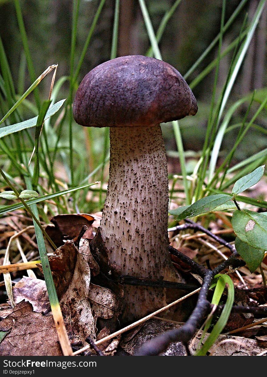 Close up of purple capped toadstool in green grass on sunny day. Close up of purple capped toadstool in green grass on sunny day.