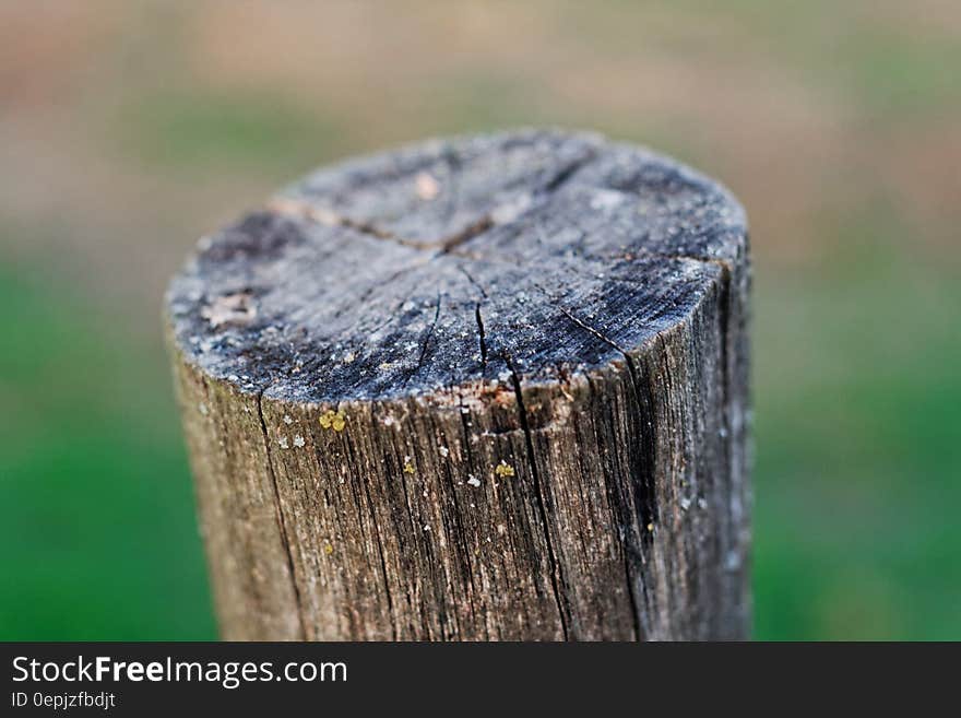 Gray Wood Trunk