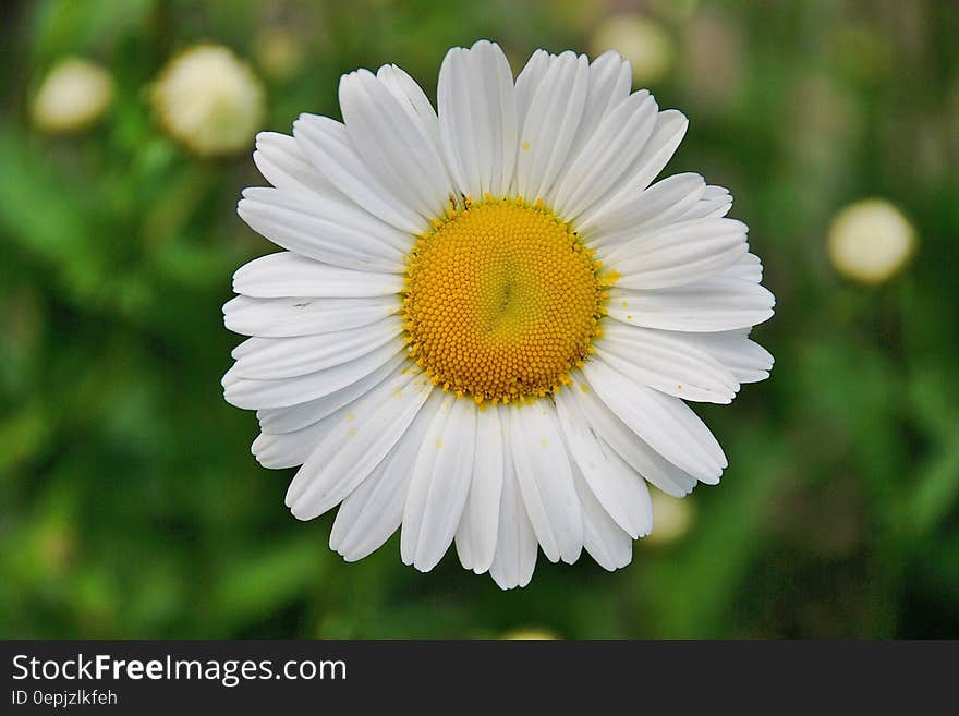 White Daisy Flower in Focus Photography