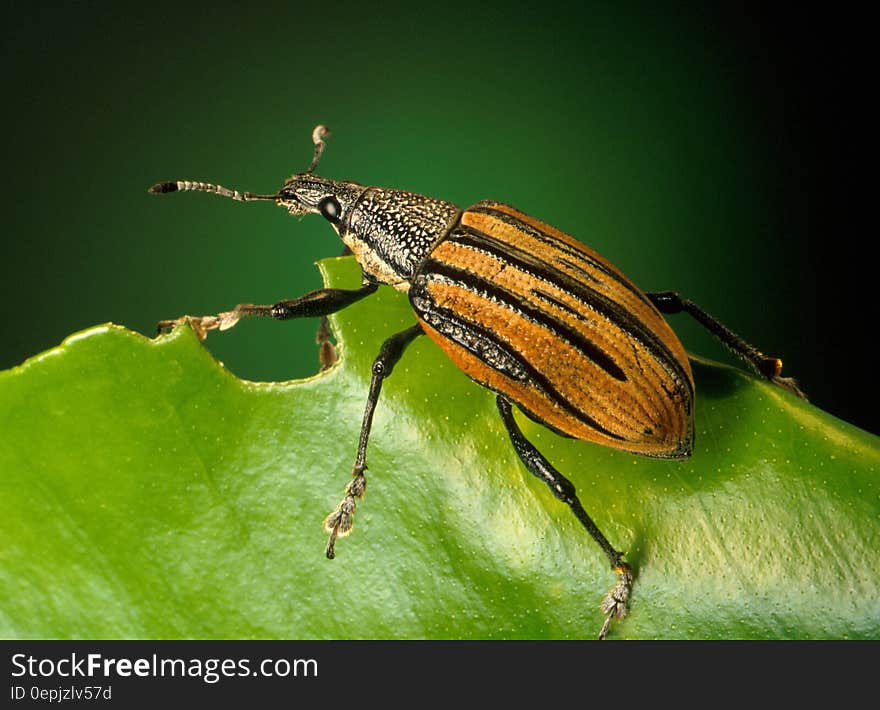 Black and Brown Insect on Green Leaf