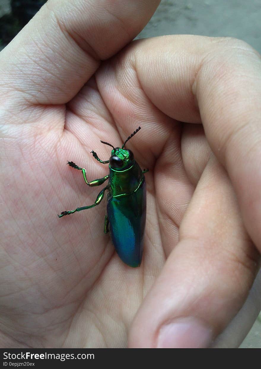 Green Metallic Beetle on Hand